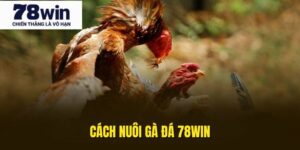 Cách Nuôi Gà Đá