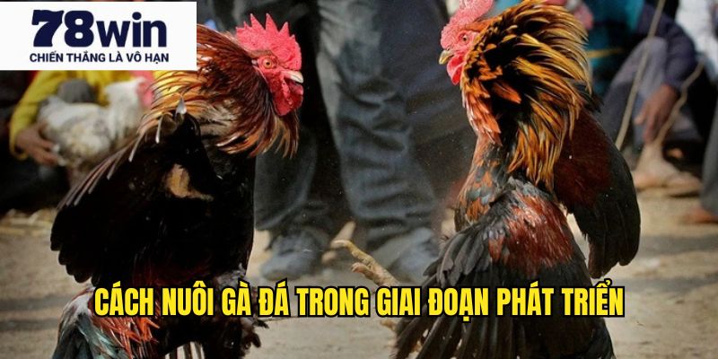 Cách nuôi gà đá hợp lý trong giai đoạn phát triển