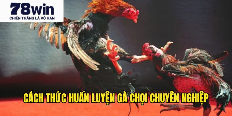 Cụ thể hình thức nuôi gà đá chuyên nghiệp