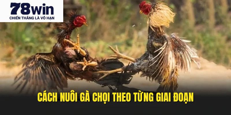 Tìm hiểu cách nuôi kê chọi theo từng giai đoạn